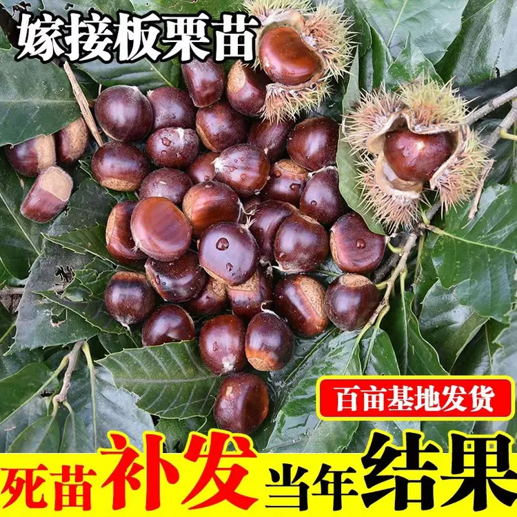 特大果大红袍板栗树苗新品种嫁接板栗果苗耐寒南北方种植耐寒耐旱