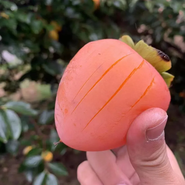 【顺丰包邮放软可食】富平大尖柿5斤可做柿饼的柿子非临潼火晶柿子