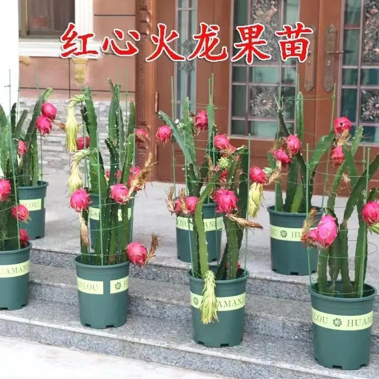 火龙果树果苗新品种红心红肉火龙果苗树盆栽南北方种植当年结果苗