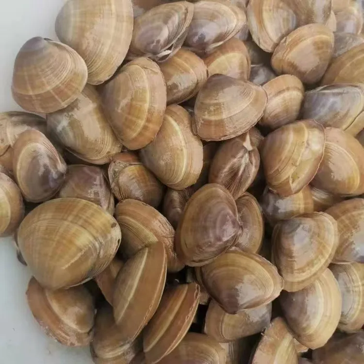 东港黄蚬子顺丰包邮个别有沙介意勿拍