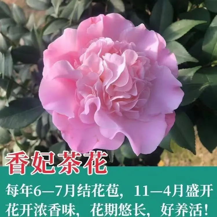 四季香妃茶花盆栽带花苞常绿开花粉色香味花卉名贵进口品种年宵花