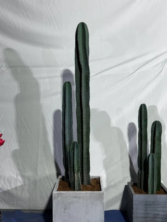 仙人柱量天尺盆栽北欧风室内外好养吸甲醛防辐射绿植