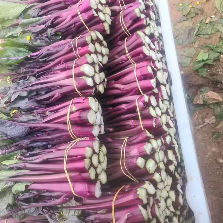 贵州威宁县红菜苔新鲜农家现摘露天种植当季红菜心油菜苔嫩甜白菜