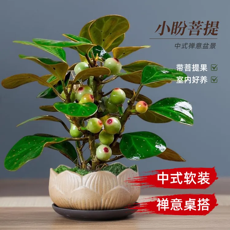 小盼菩提树盆栽带果老桩盆景办公室绿植客厅桌面植物室内禅意摆件