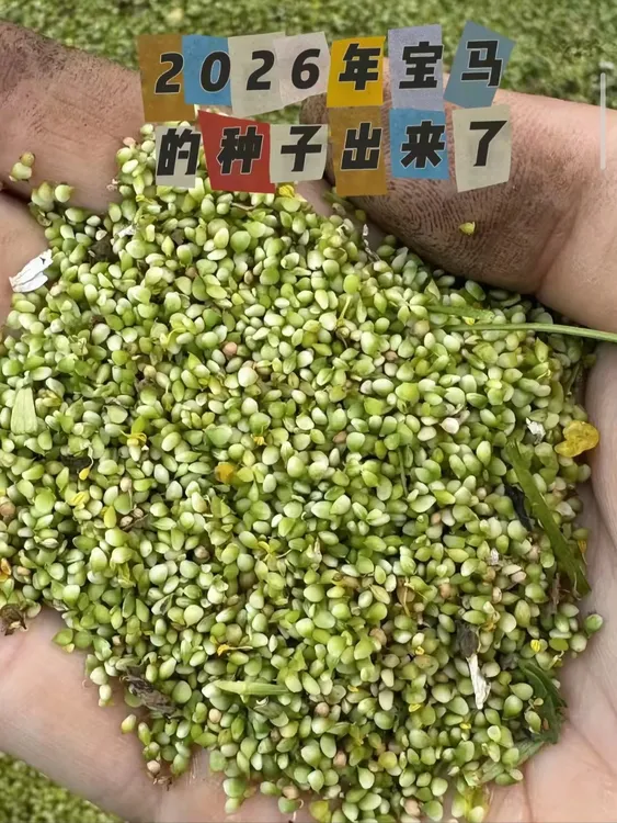 猫爪草种子正宗露天成熟大颗粒小毛莨农家正品草本植物籽新鲜