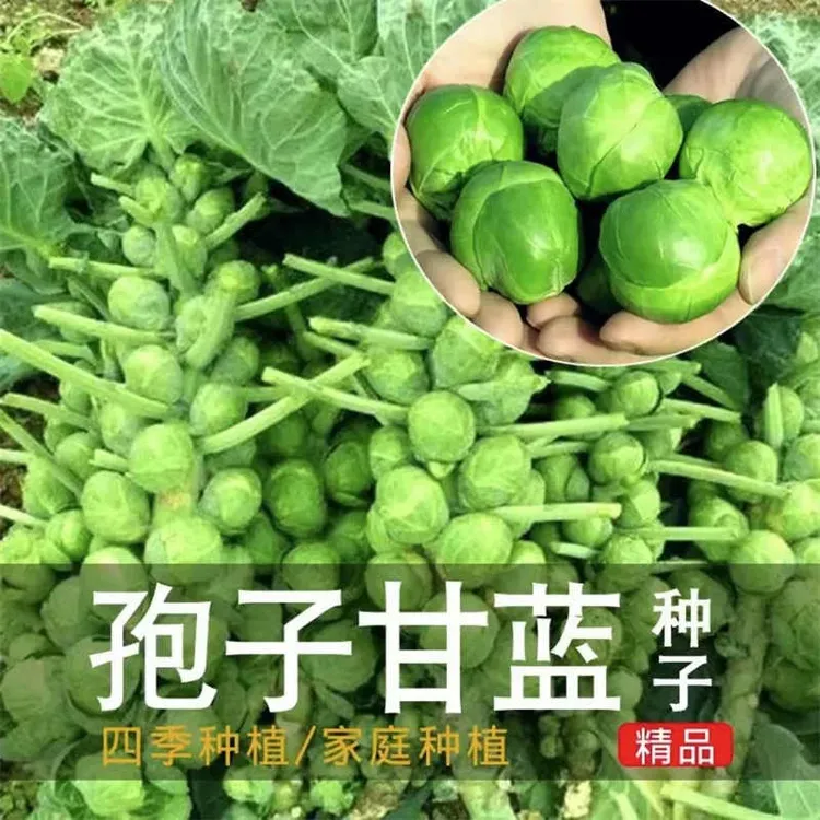 【绿孢子甘蓝种子】包子甘蓝迷你包心菜抱子菜甘兰菜种籽