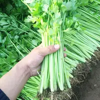 四季小香芹种苗皇后西芹秧苗芹菜种子蔬菜籽幼苗四季种植早熟高产