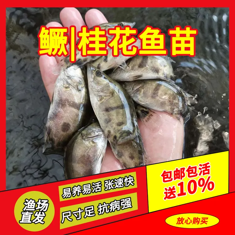 淡冷水鳜/桂花鱼翘嘴鳜鱼养殖凶猛食肉性观赏