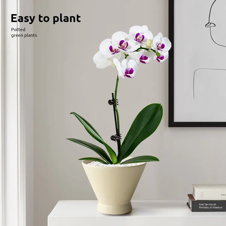 稀有雪玉蝴蝶兰兰花盆栽粉蝶花卉盆栽带花带花苞室内客厅四季开花