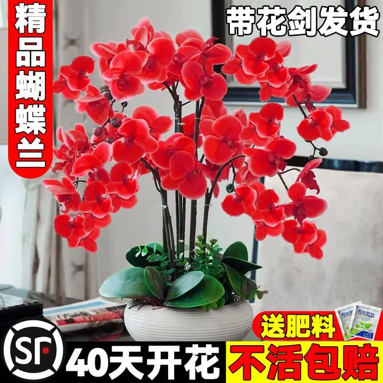 蝴蝶兰花苗带花剑带花苞盆栽兰花大苗客厅室内植物花卉四季好养活