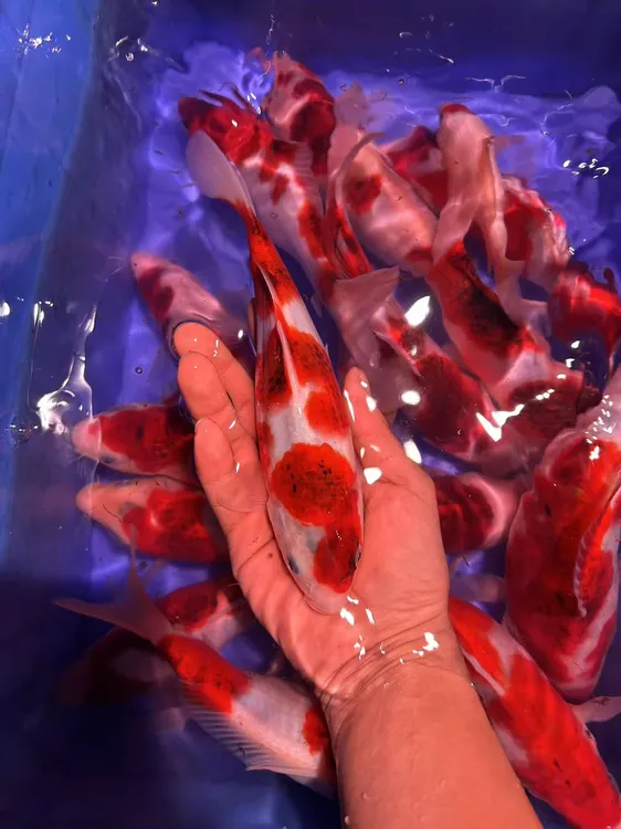 血统锦鲤葡萄衣观赏鱼冷水鱼观赏锦鲤（折扣专属鱼观赏鱼