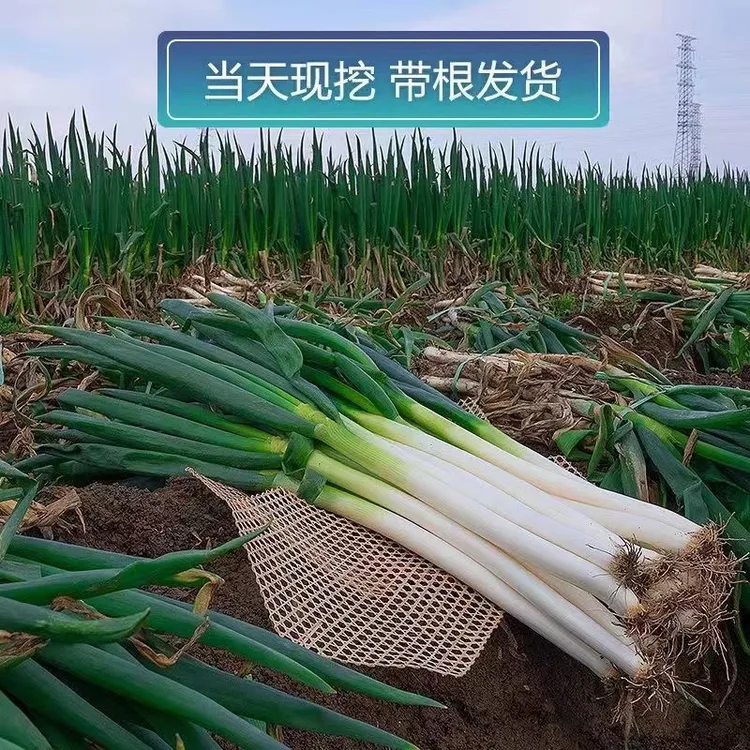 【山东铁杆大葱】新鲜大葱农家自种微辣现摘现发薄皮大葱