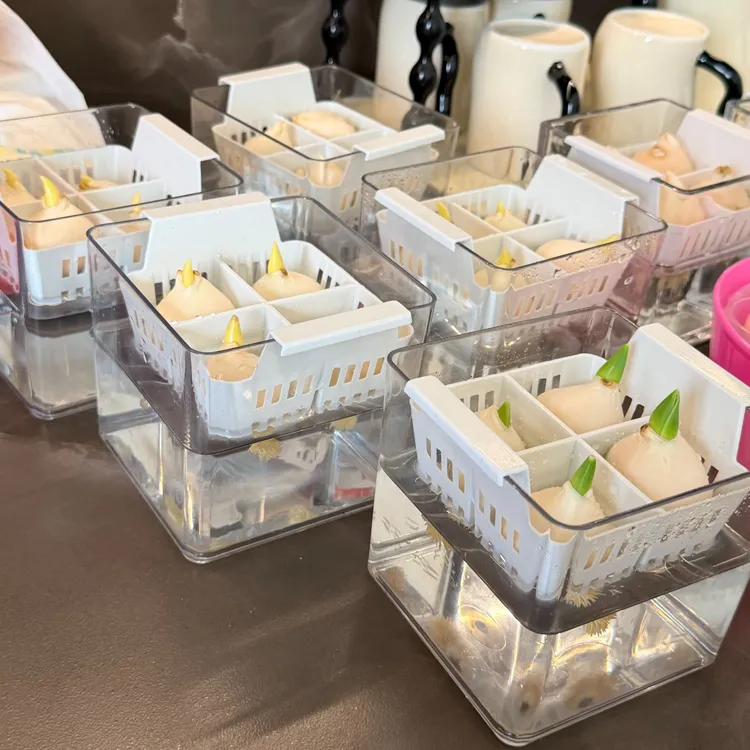 郁金香专用水培盆种球定制塑料透明花盆含定植篮透明水养水培器皿