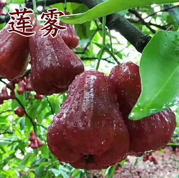 莲雾果种子四季种植盆栽地栽
