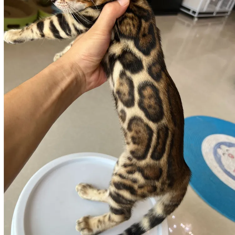 孟加拉豹猫宠物猫活体链接