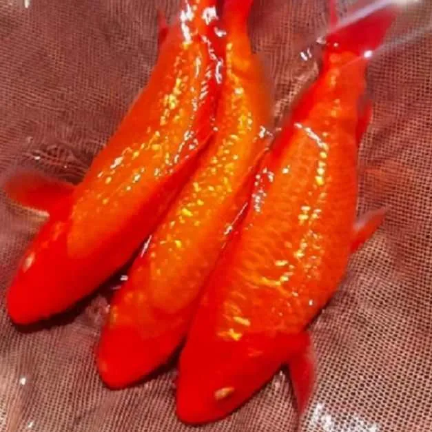 纯种火鲤闪鳞不闪鳞随机冷水大红色观赏鱼火麒麟好养火凤凰锦鲤鱼