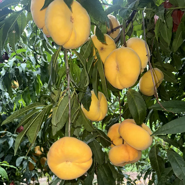 新中蟠21，特大果，自花授粉，高甜 丰产稳产一年成品苗