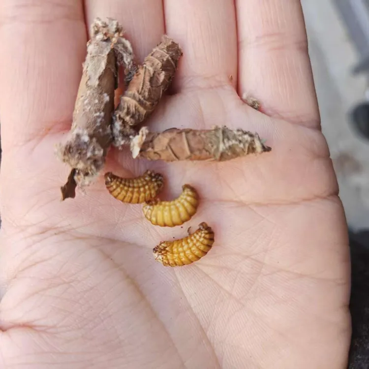 精选云南（小黄虫）画眉绣眼黄豆四喜宠物鸟食