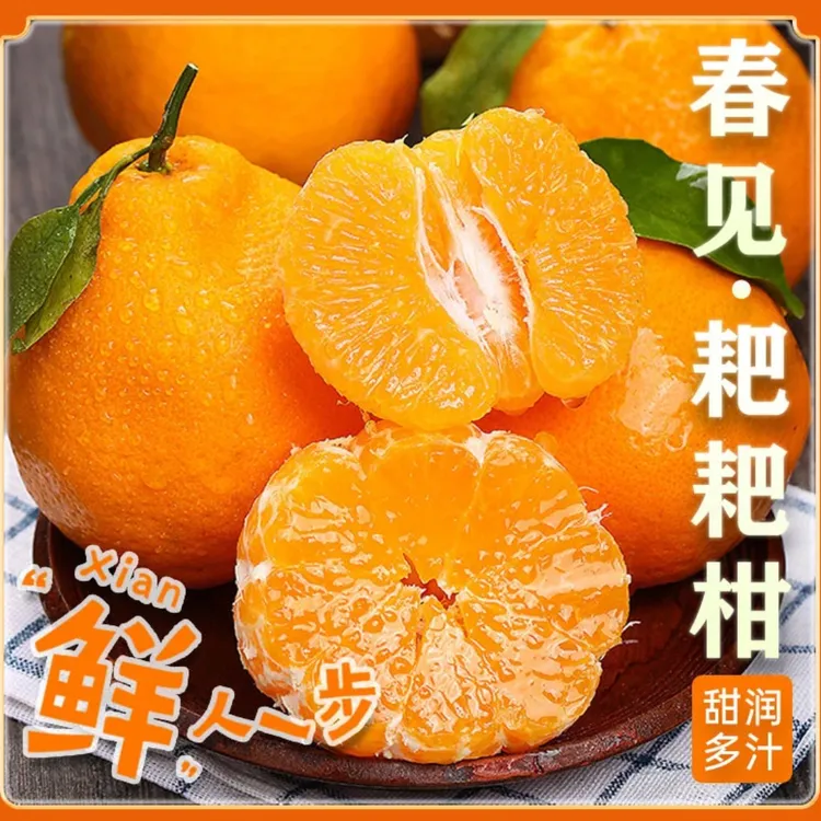 【春见耙耙柑】香甜多汁四川当季水果新鲜采摘手剥橘子皮薄多汁爽TD