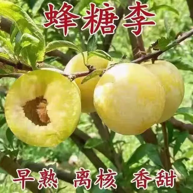 嫁接正宗蜂糖李子树苗脱骨蜂糖李子苗南方北方种植李子树当年结果