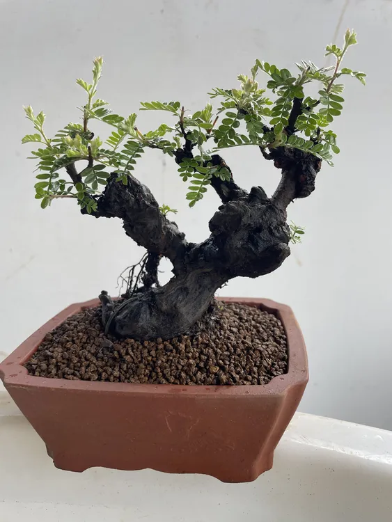 云南各类盆景素材