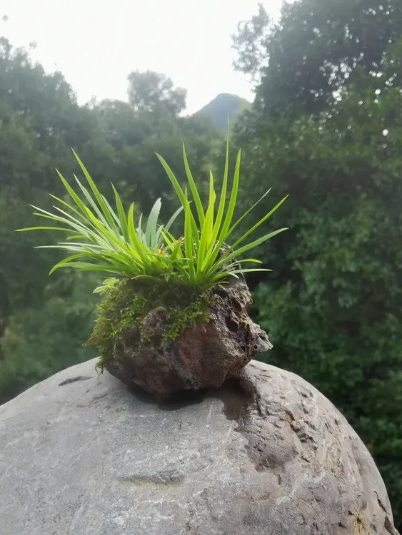 黄金极姬菖蒲狗尾巴草附石水培小盆景室内绿植花盆微景观植物茶台