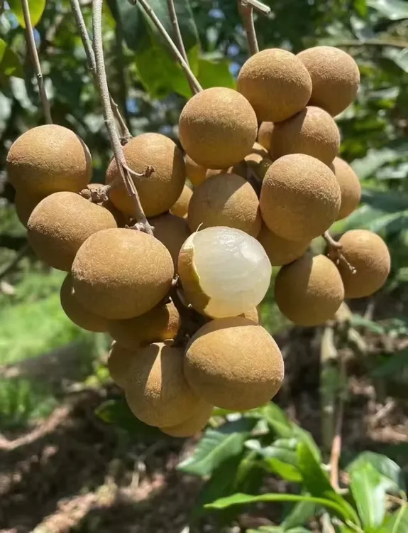 广东正宗古山龙眼新鲜现摘现发清甜多汁肉厚饱满当季水果