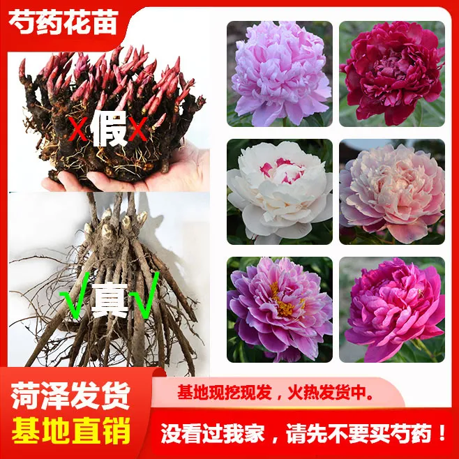 【精品芍药】山东菏泽正宗观赏芍药花苗 可地栽盆栽 （拍5送1）