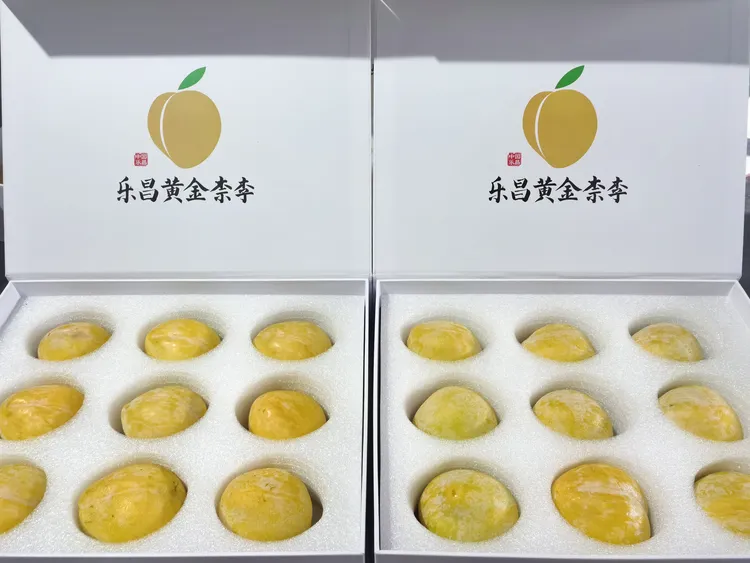 乐昌九峰黄金柰李果王！3头果！晚熟山果，味道更足！极致味蕾享受