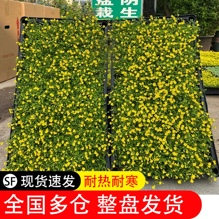 金沙蔓草-四季常绿开黄花耐晒寒姬岩垂草高档整盘苗地被植物基地