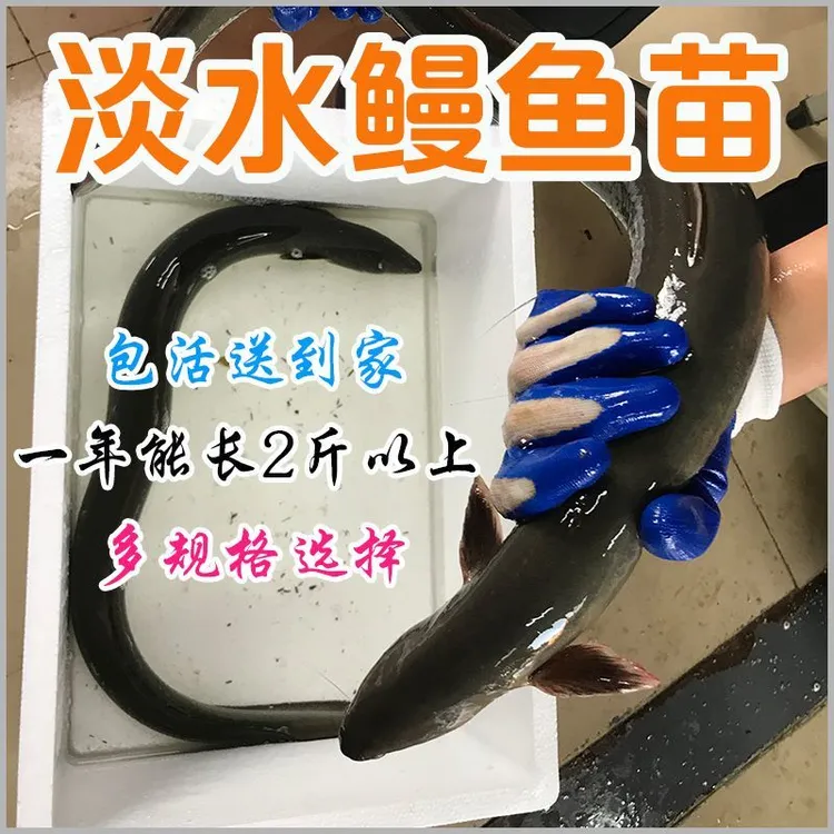 白鳗鱼苗淡水鳗鱼苗白鳝鱼鳗鱼白鳗鱼苗淡水养殖鱼苗批发淡水鱼苗