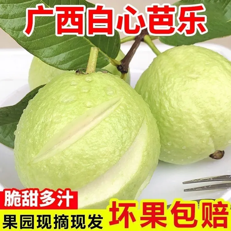 广西原产白心芭乐番石榴口感脆爽浓香甜冰感新鲜水果