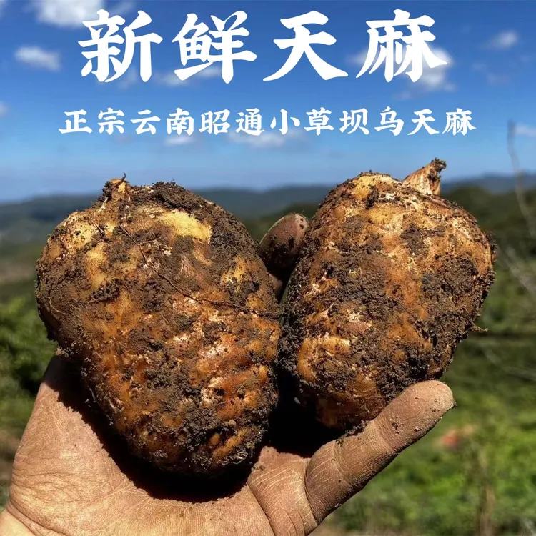 【新鲜天麻】正宗云南昭通小草坝新鲜天麻一斤起煲汤佳品也叫乌天麻