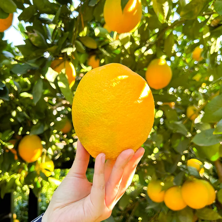 云南精选东川红土橙皮薄无核爆汁果冻橙庄园新鲜现摘鲜嫩多汁