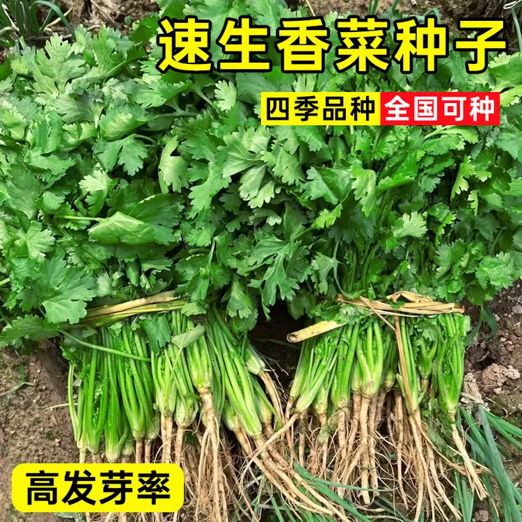 正宗香菜种子四季耐热耐寒速生芫荽种籽春秋菜园阳台盆栽种植蔬菜