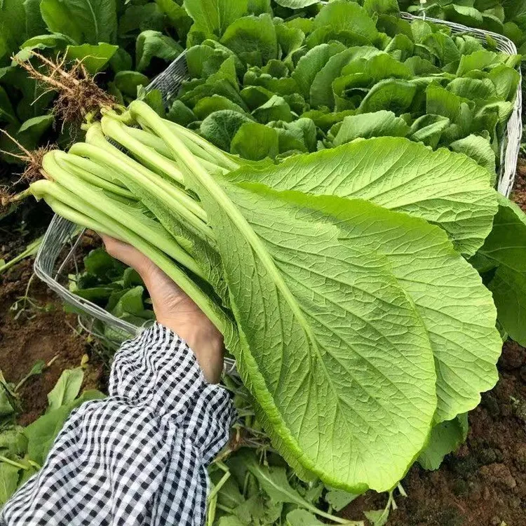 云南新鲜小苦菜长杆小青菜春菜潮汕小青菜芥菜新鲜蔬菜原叶