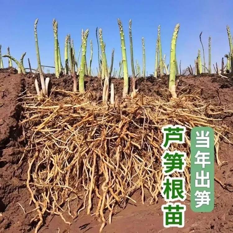 绿芦笋种苗多年生耐寒耐旱四季阳台小院花盆种植简单