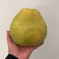 文旦柚一个(多样性发货）