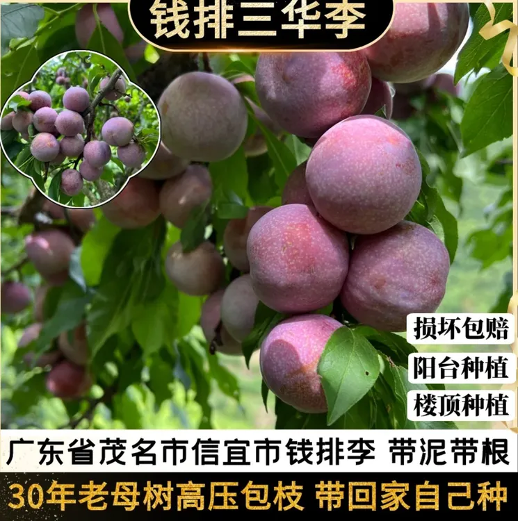 正宗钱排银妃三华李子带泥带根包高压枝广东省信宜市钱排