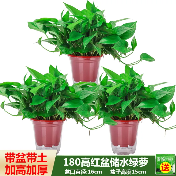 思兰绿萝盆栽室内绿植盆景长藤垂吊大叶绿箩新房吸除甲醛挂墙