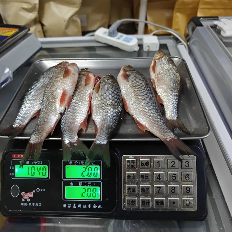 嘉荫江段鸭罗鱼六条重二斤左右速冻发货适合清蒸清炖红烧干炸