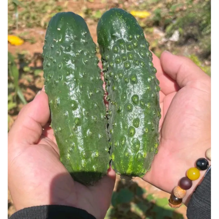 小老蚧甜黄瓜大老蚧黄瓜种子