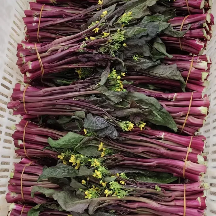 （干部助农代购）威宁红菜苔紫菜薹 高原山地种植 脆甜无渣新鲜蔬菜