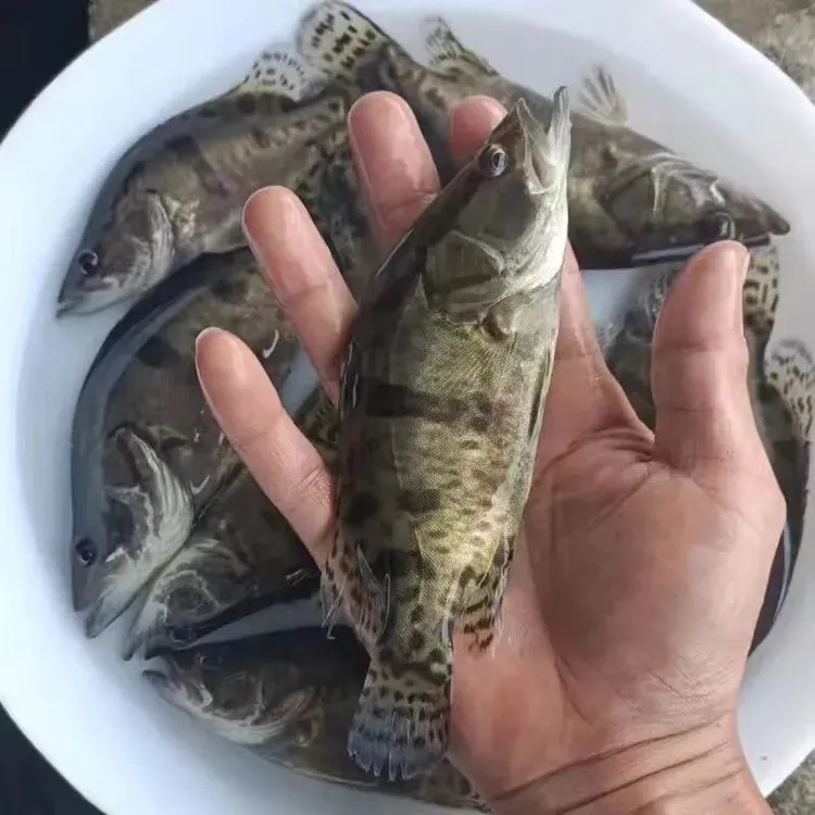 桂花鱼苗 鳜鱼苗桂鱼苗桂花鱼路亚*2025 头批新苗