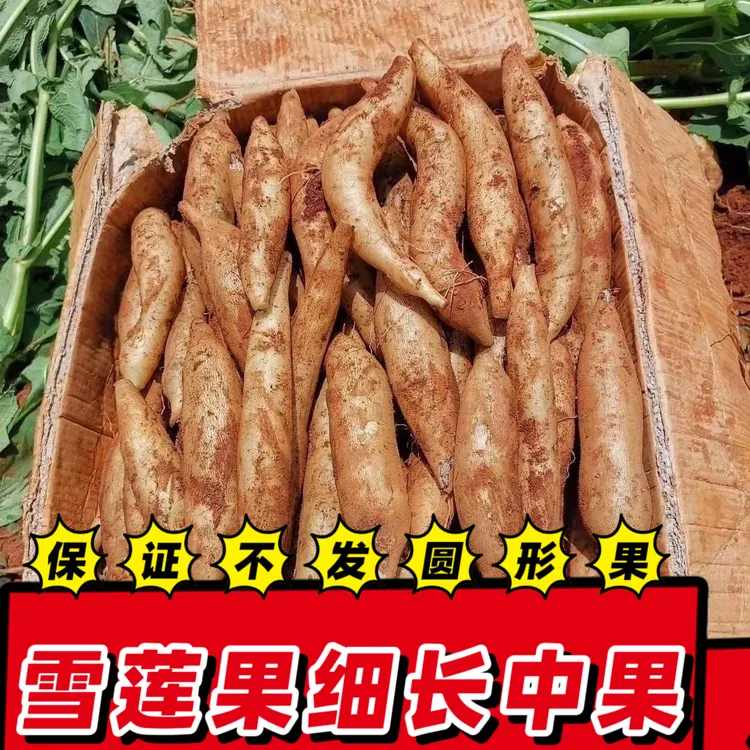 【细长】云南天山雪莲果新鲜现挖应季水果脆甜多汁