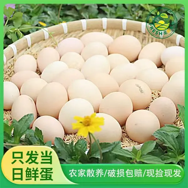正宗农家散养荔枝果林走地鸡土鸡蛋新鲜营养每日甄选健康好蛋