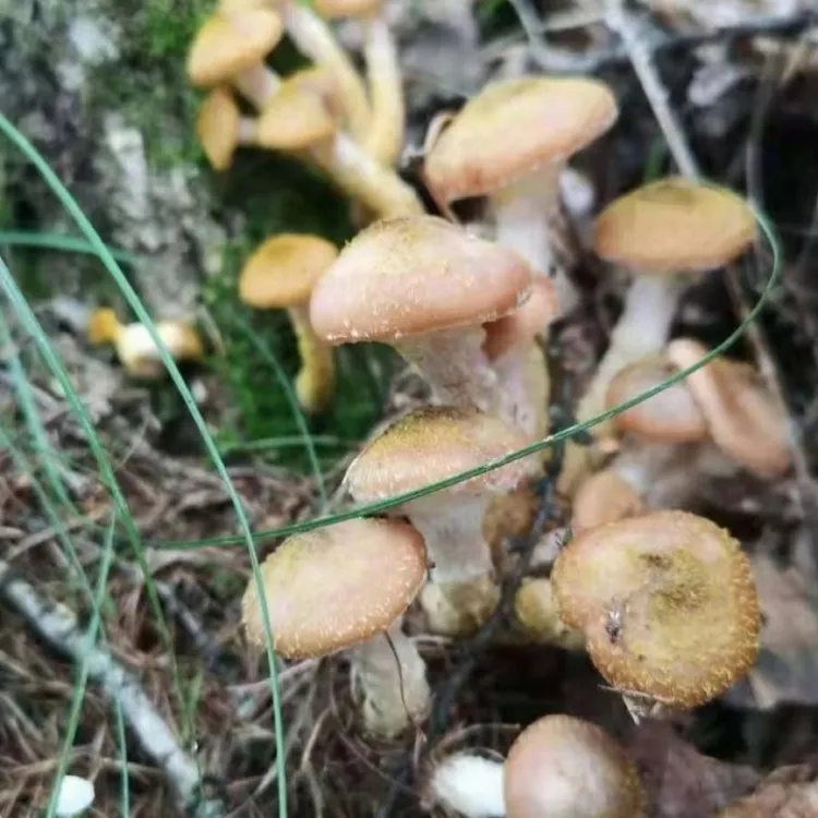 甜甜东北水焯榛磨