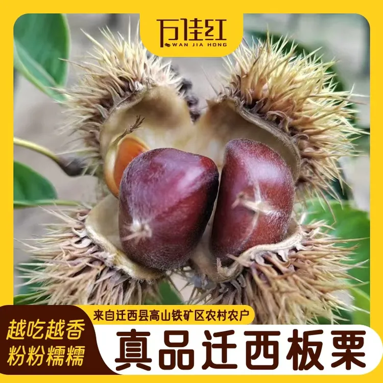 【真品迁西板栗】高山矿区产地农户迁西板栗2025新栗子又香又面又甜