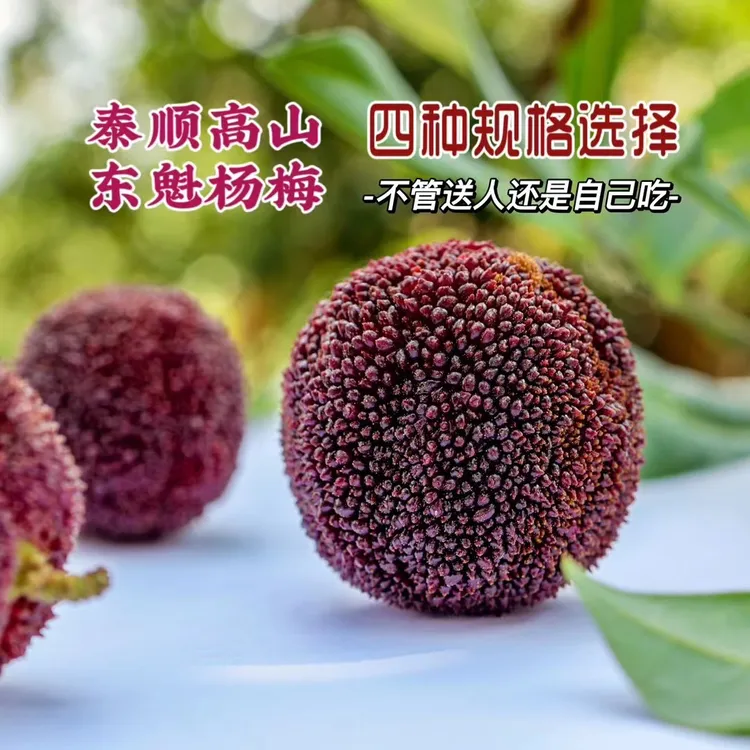 泰顺首批飞云湖高山东魁大杨梅 现摘现发 香甜爆汁