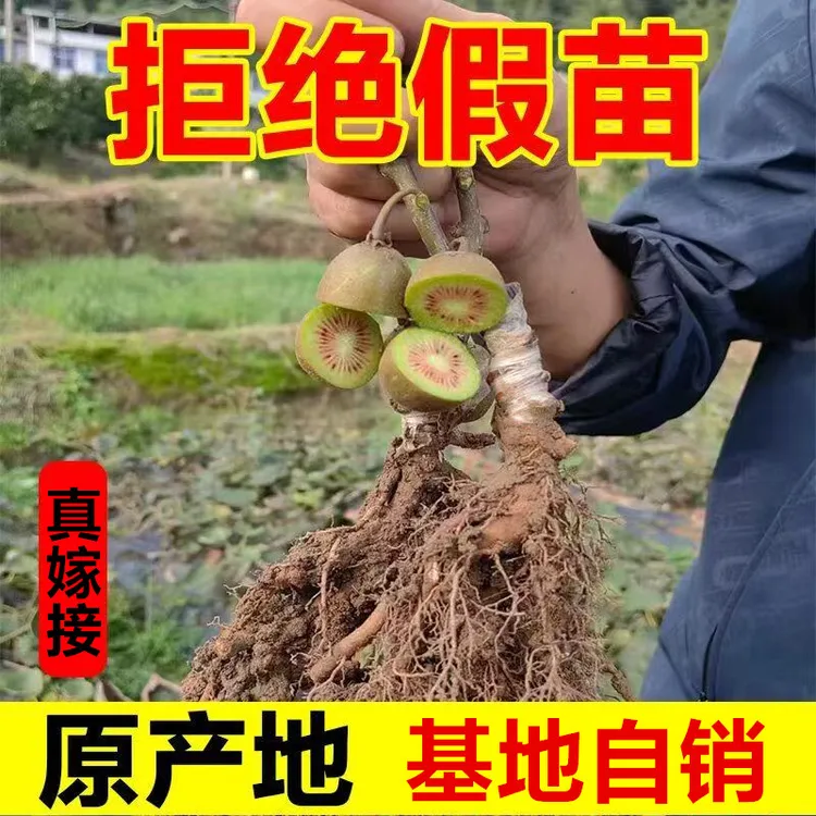 正宗对版嫁接猕猴桃树苗南方北方种植当年结果红心 黄心猕猴桃苗